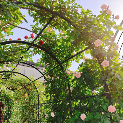 Hot Seller Garden 86.6 In. Iron Arch Black Trellis with Double Gate Design for High Climbing Plants Support Rose